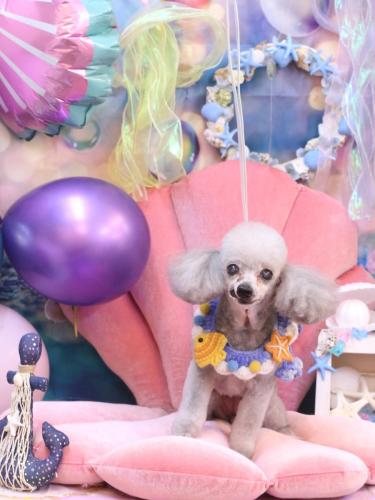 20240828サージュちゃん